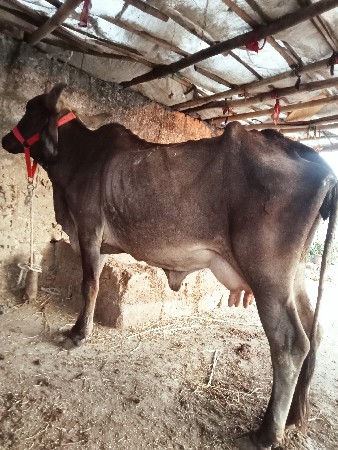 બે ગાયુ વેસવાનીસેતાજીવીયાણેલબેય