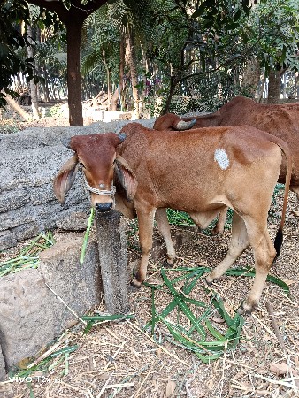 ગોઢલો લેવાનો છે