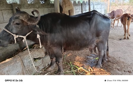 थंबनेल 2