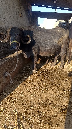 ભેસ વેચવાની છે