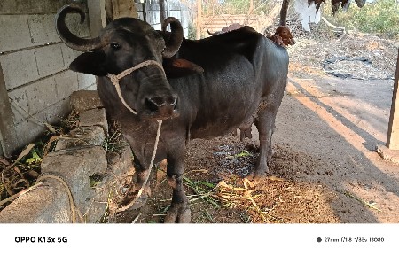 ભેસ વેચવાની છે