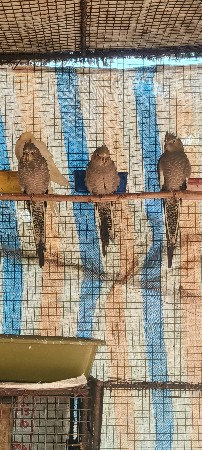 પીજરૂ વેચવાનું છે