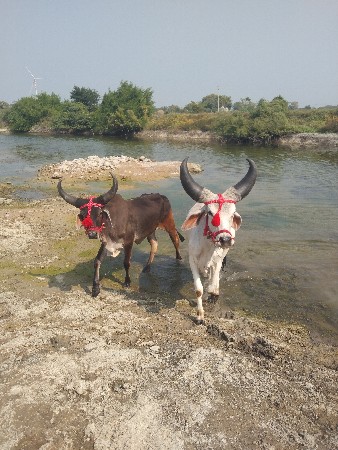 थंबनेल 3