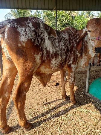 વાછડો વેચવાનો છે.