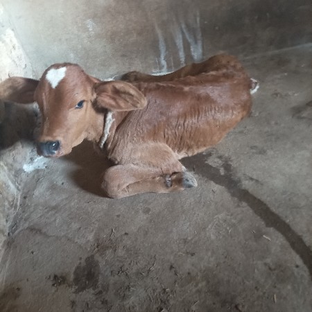 थंबनेल 3