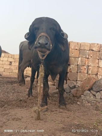 थंबनेल 2