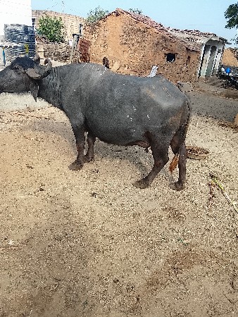 ભેસવેસવાનીછે