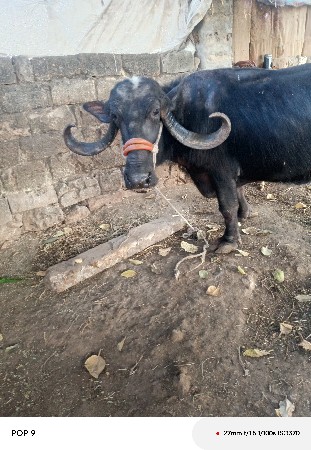 થંબનેલ 3