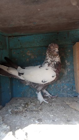 थंबनेल 2