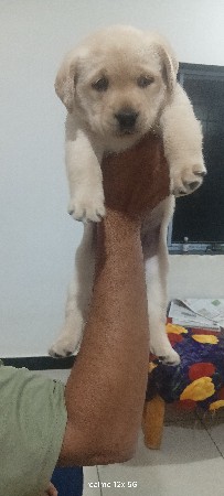 લેબ્રાડોર પપ્પી મેલ