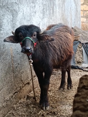 1. varsh ni che padi