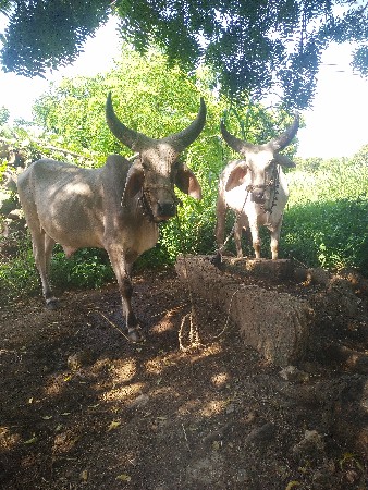 થંબનેલ 2