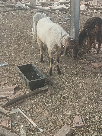 थंबनेल 3