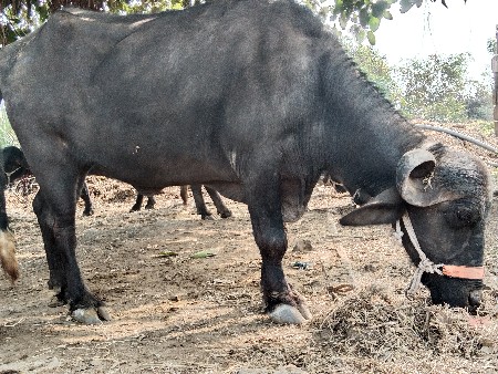 थंबनेल 2