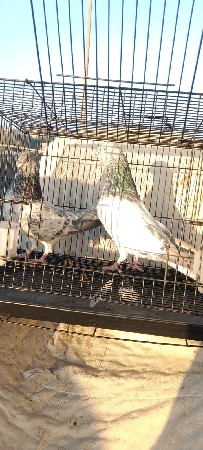 थंबनेल 2