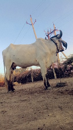 થંબનેલ 2