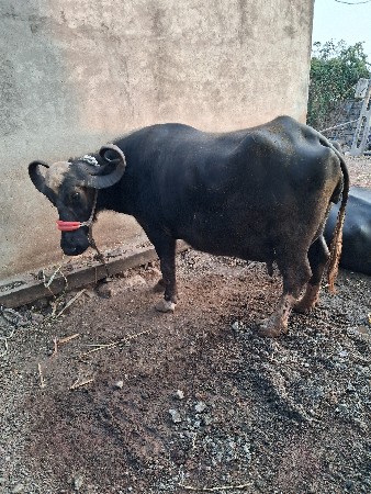 थंबनेल 2