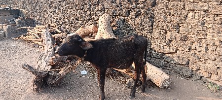 ભેંસ વેચવાની છે