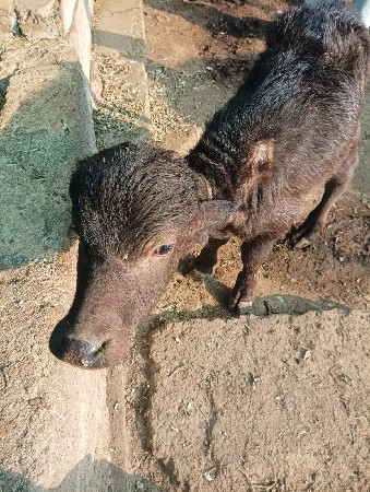 थंबनेल 2