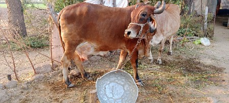 આજ બિહારી ગાય જર્સી વેચવાની છે