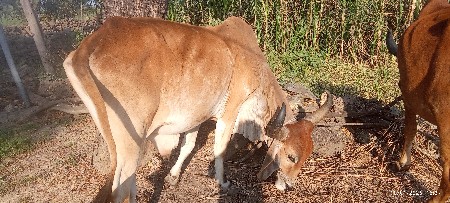 બળદ  ત્રીજી ધ