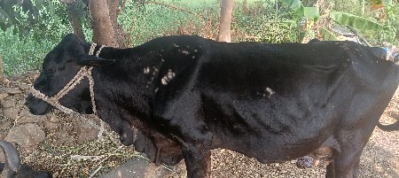 ગાય વેચવાની છે મફત આપવાની છે