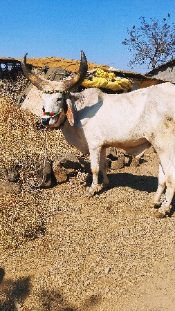 આ વાસડો વેચવા નો છે