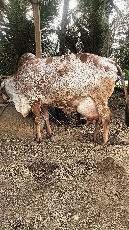 थंबनेल 3