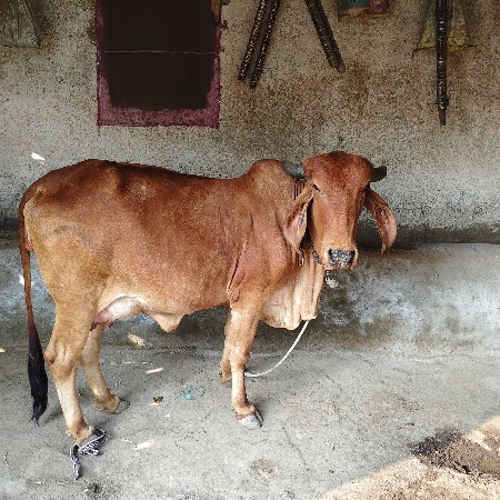 વેસવાની છે પેલુ વેતર ઘરની ગાય છે