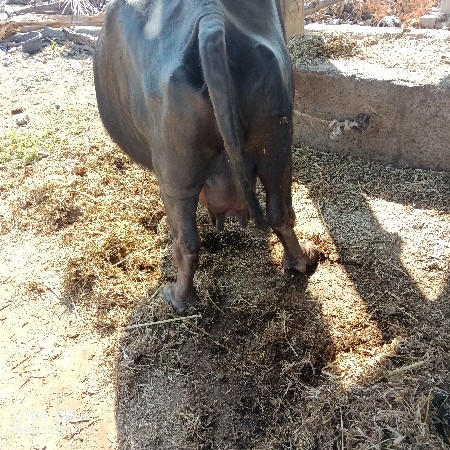 थंबनेल 2