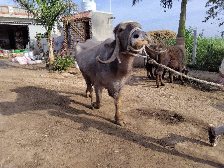 थंबनेल 2