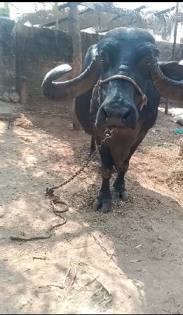 ભેંશ વેચવાની છે