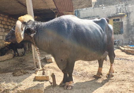 થંબનેલ 2