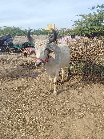 थंबनेल 2