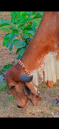 ગાય વેસવાની છે 3 વેતર