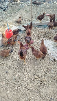 थंबनेल 2