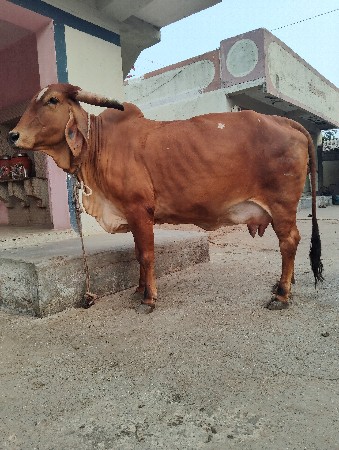 થંબનેલ 2