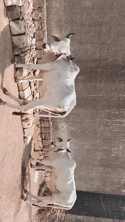 બળદ વેચવાના છે