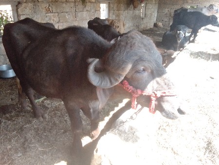 थंबनेल 3