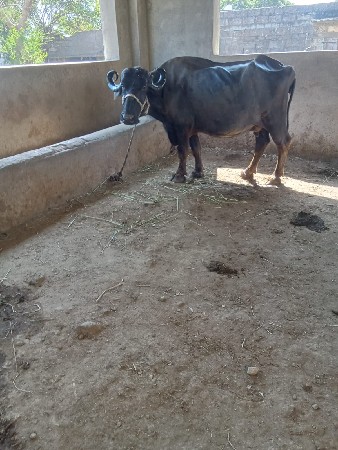 3 જુ વેતર ભેંસ વેચવાની છે