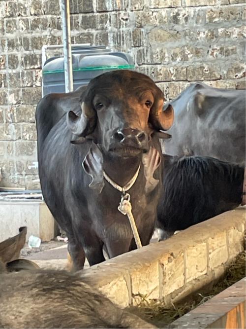 थंबनेल 3