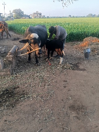 थंबनेल 3