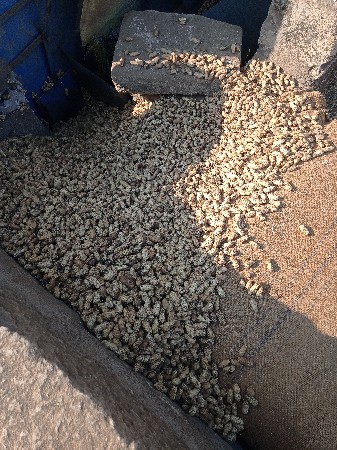 જી 22 મગફળી કોરી વરસાદ પછી ની