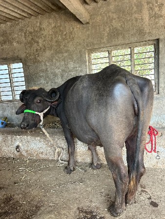 ખડેલી વેચવાની છે