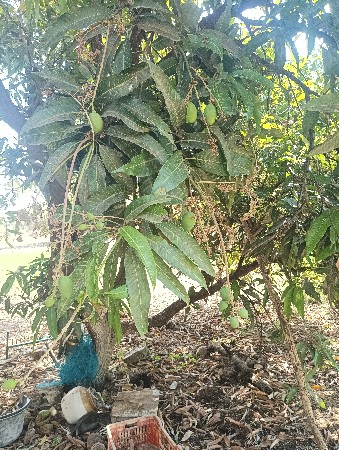 બગીચા નો હીજારો આપવાનો છે