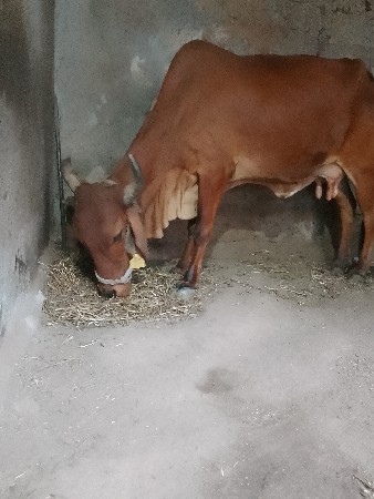 થંબનેલ 3