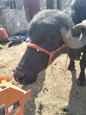 બે 
 ભેંસ વેચવાની છે