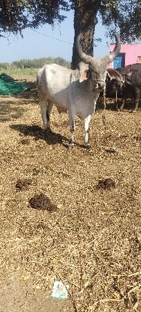 વેચવાના છે