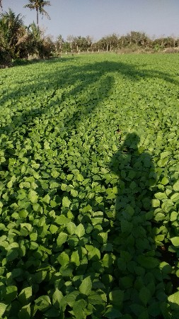 ગુજરાત બે અડદ વેચવાના છે