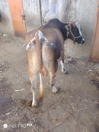 ગાય વેચવા નિ છે